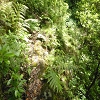 Plants: image 21 Of 71 Thumb